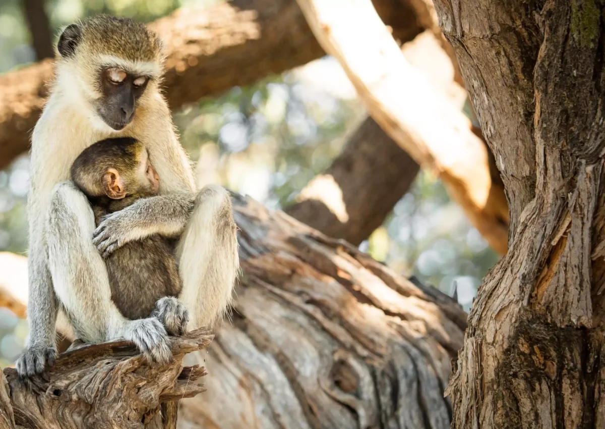 Chobe-Safari-Lodge-Botswana-6