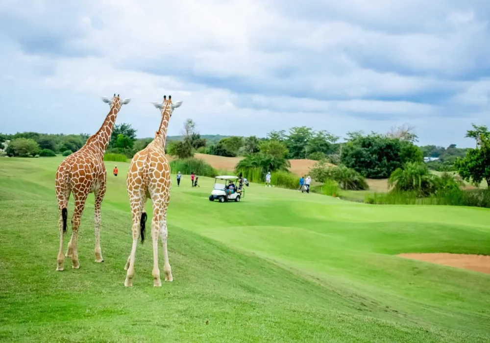 East Africa Golfing Safari Highlights