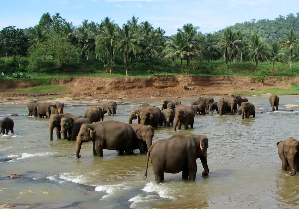Elephant Orphanage