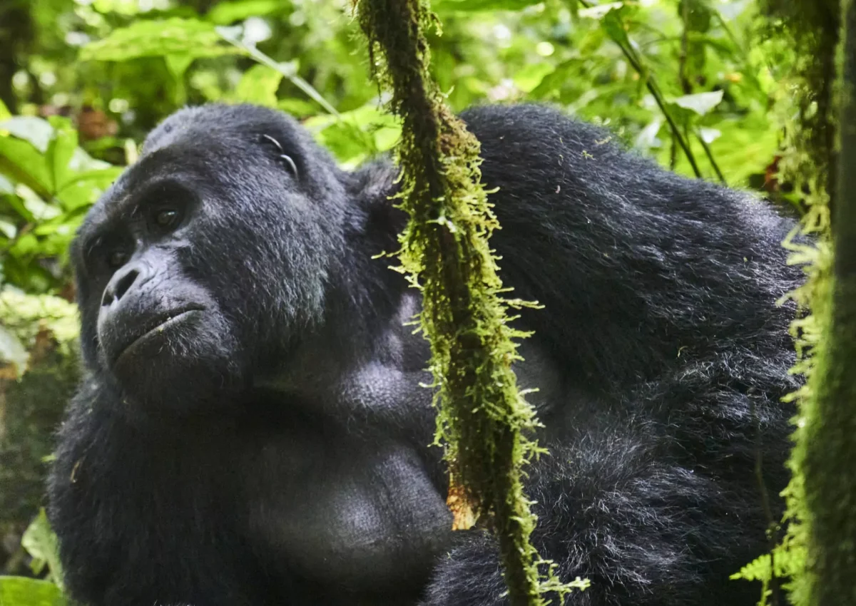 Nkuringo Bwindi Gorilla Lodge Day 12
