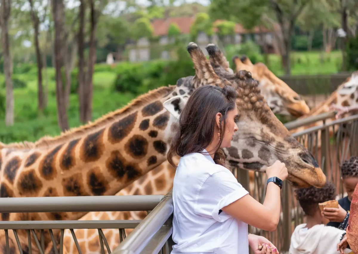 The Giraffe Centre